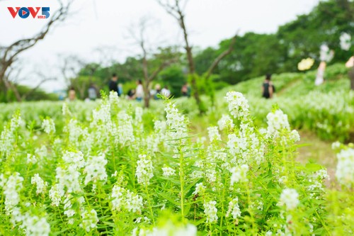 Ngắm thảo nguyên hoa giữa lòng Hà Nội - ảnh 6