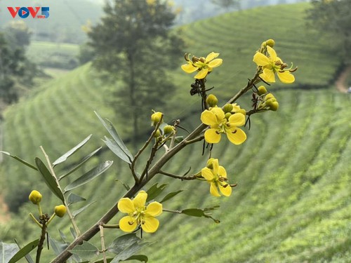 Vẻ đẹp Long Cốc mùa đẹp nhất trong năm  - ảnh 8