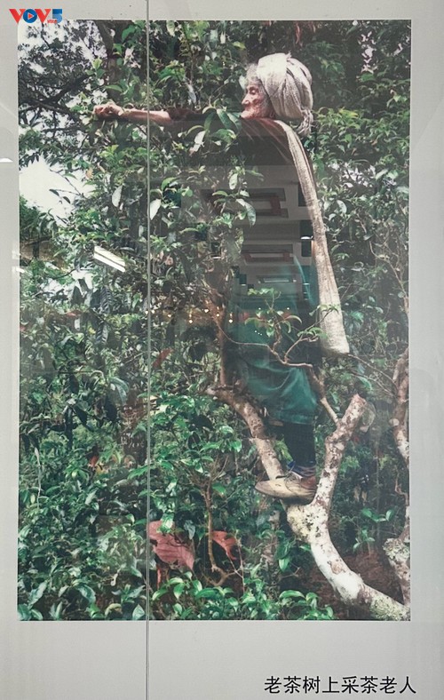 Vườn triển lãm trà Phổ Nhĩ Trung Quốc - ảnh 7