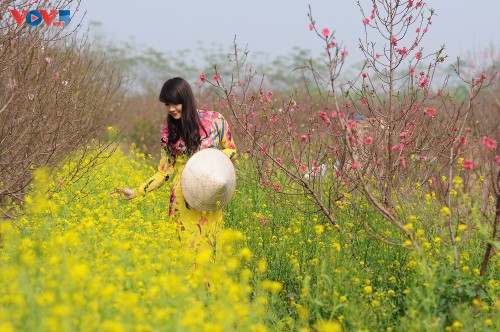 Hoa xuân khoe sắc - ảnh 8