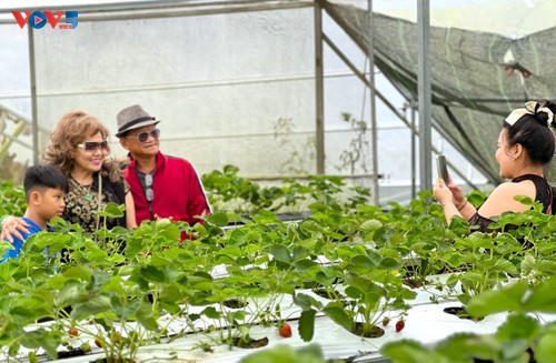 Cueillir des fraises à Dà Lat: une parenthèse inattendue entre modernité agricole et douceur montagnarde - ảnh 3