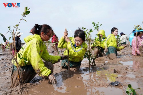 Vì một Việt Nam xanh”: Trồng cây, phát triển rừng ngập mặn tại Cần Thơ - ảnh 2