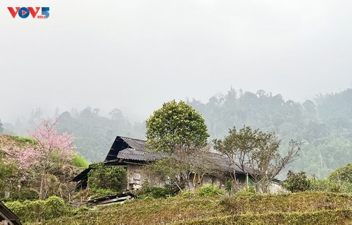 Hoa đào nhuộm hồng bản làng vùng cao - ảnh 1