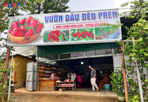 Erdbeerpflückerlebnis in Da Lat - ảnh 2