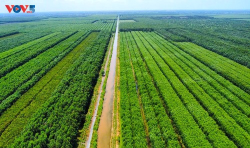 Entdeckung des Mangrovenwaldes U Minh Ha mit dem Holzboot  - ảnh 2