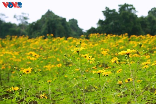 ฤดูดอกทานตะวันบานสะพรั่งในพื้นที่เขตเขา - ảnh 10