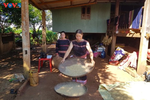 Le chant du mortier: Tradition et identité du pilage du riz chez les Jrai - ảnh 2