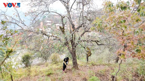 Nâm Nghiêp: quand les aubépines transforment un village isolé en destination touristique - ảnh 2