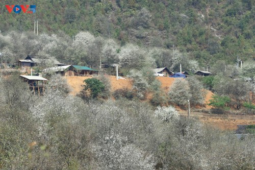 Nâm Nghiêp: quand les aubépines transforment un village isolé en destination touristique - ảnh 3