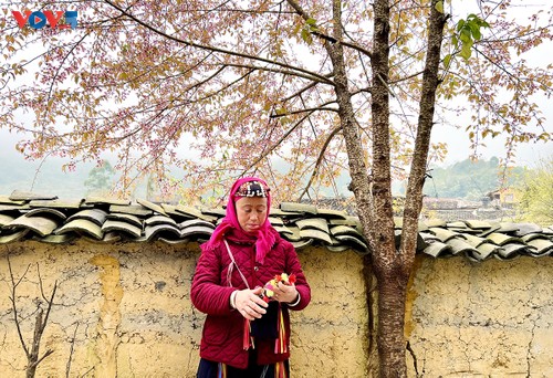 Quand les villages montagneux se parent du rose des fleurs de pêcher - ảnh 5