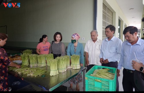 Nông dân xã An Hải, tỉnh Ninh Thuận làm giàu từ trồng cây măng tây - ảnh 1