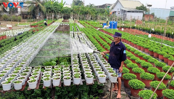 Floricultores de My Phong entran a la temporada alta del Tet - ảnh 2