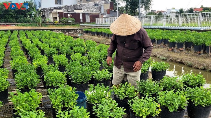 Floricultores de My Phong entran a la temporada alta del Tet - ảnh 4