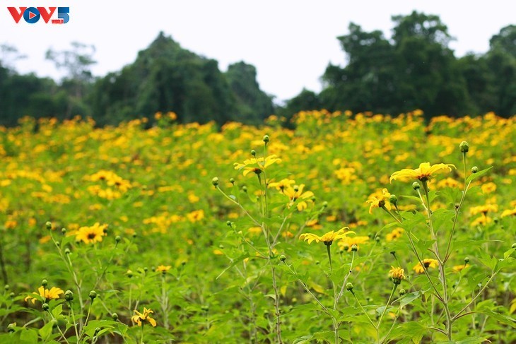 Girasol mexicano en plena floración en el Parque Nacional de Ba Vi - ảnh 8