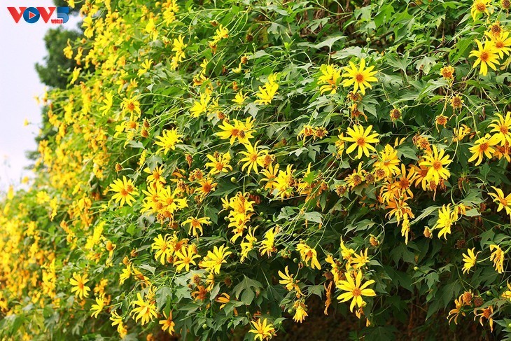 Girasol mexicano en plena floración en el Parque Nacional de Ba Vi - ảnh 9