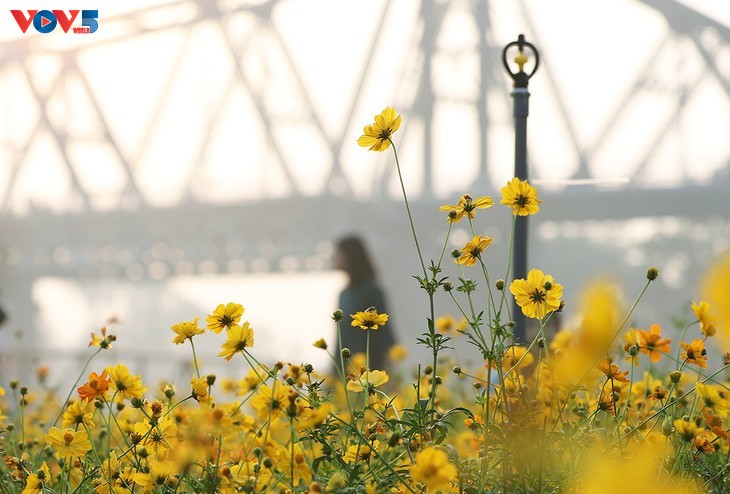 Le tapis de fleurs sous le pont Long Biên séduit les visiteurs - ảnh 10