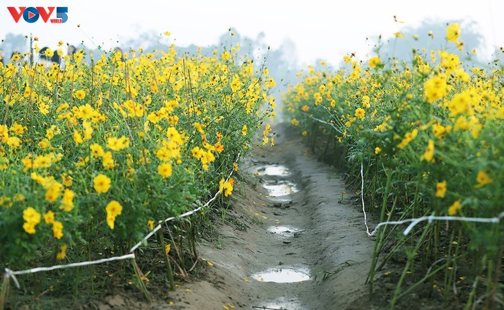 Le tapis de fleurs sous le pont Long Biên séduit les visiteurs - ảnh 3