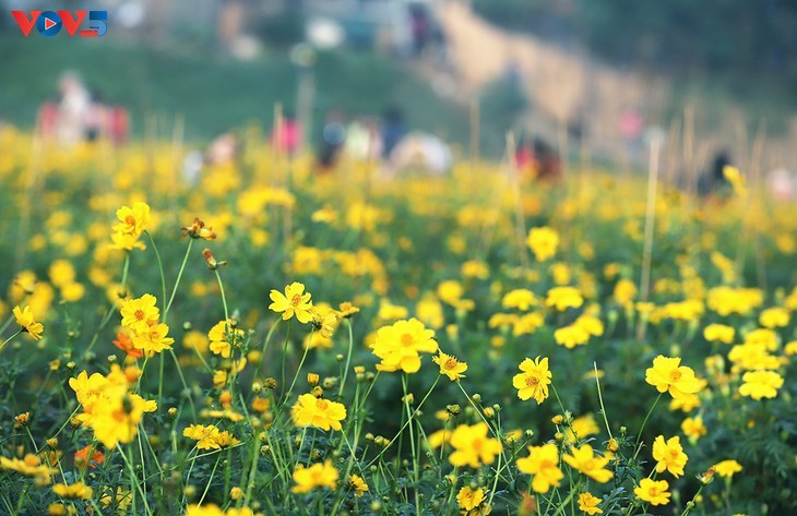 Le tapis de fleurs sous le pont Long Biên séduit les visiteurs - ảnh 4