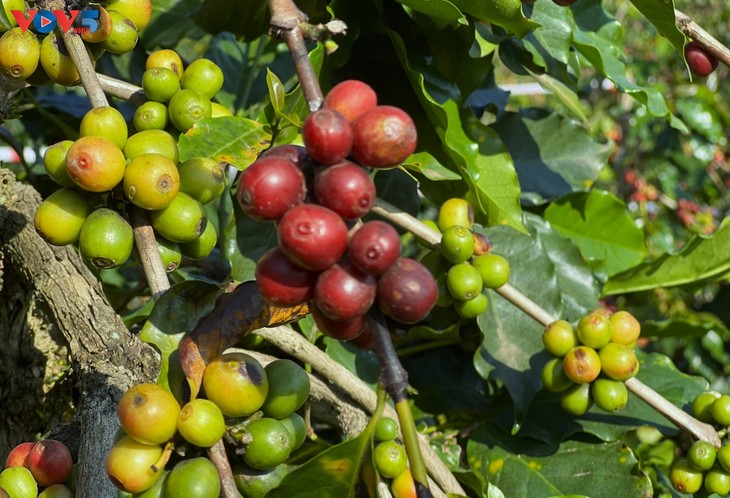 À Chiêng An, l’arabica redessine le paysage économique de Son La - ảnh 3