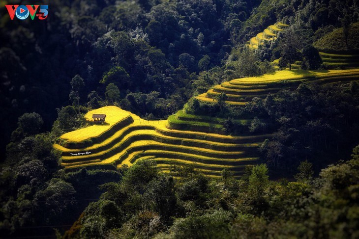 Keindahan Mu Cang Chai yang megah pada masa padi matang - ảnh 8