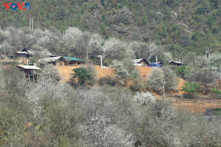 Dusun Nam Nghiep Mengembangkan Pariwisata dari Pohon Son Tra - ảnh 2