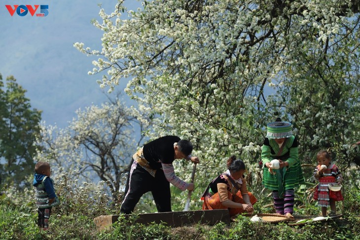 Dusun Nam Nghiep Mengembangkan Pariwisata dari Pohon Son Tra - ảnh 3