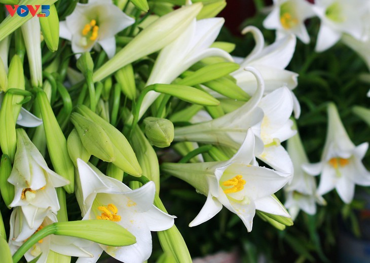 April - Bloom time for lilies - ảnh 1