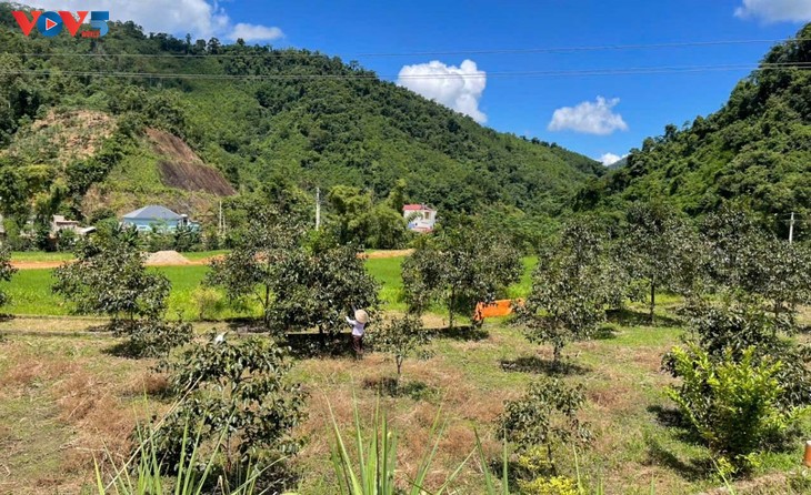 Förderung des wirtschaftlichen Werts der kernlosen Kaki aus den Bergen von Thai Nguyen - ảnh 1