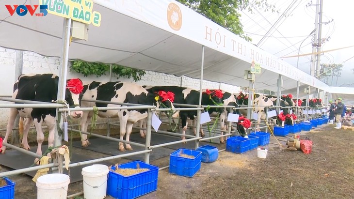 2026년 ‘목쩌우 미스 젖소’ 대회 개최...고급 제품 라인 ‘목쩌우 크리머리’ 출시 - ảnh 1