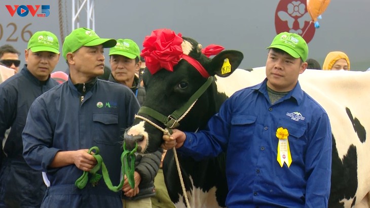 2026년 ‘목쩌우 미스 젖소’ 대회 개최...고급 제품 라인 ‘목쩌우 크리머리’ 출시 - ảnh 2