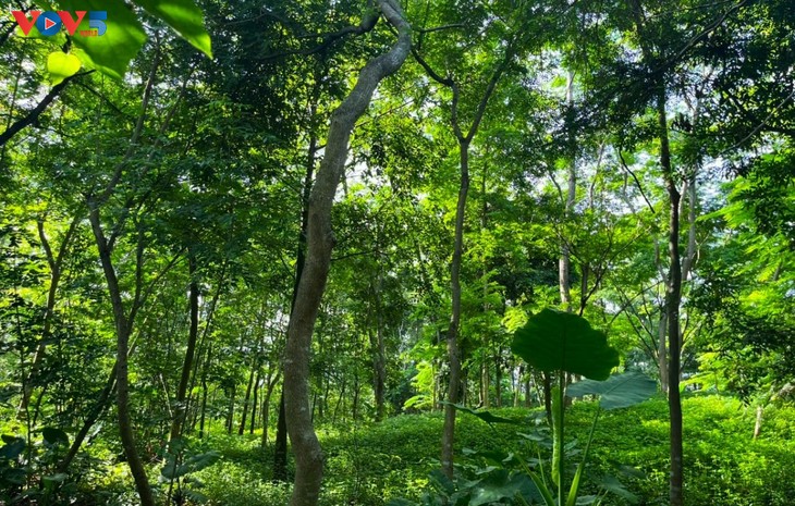 河内植物园：充满吸引力的绿色旅游目的地 - ảnh 3