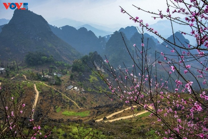 Le printemps, la plus belle saison à Hà Giang - ảnh 1