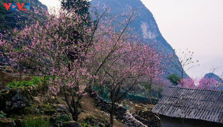 Le printemps, la plus belle saison à Hà Giang - ảnh 2