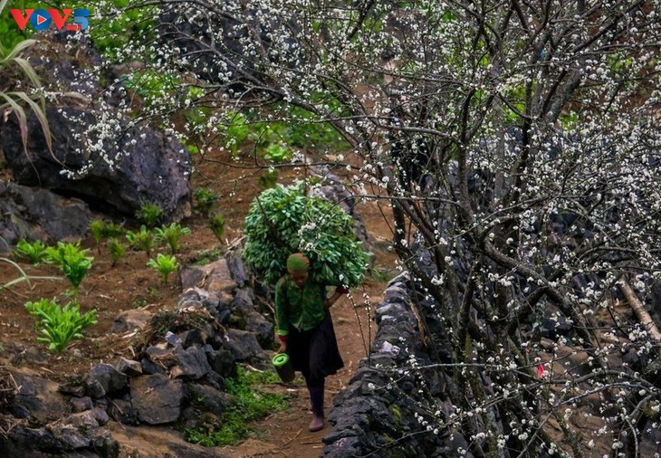 Le printemps, la plus belle saison à Hà Giang - ảnh 4