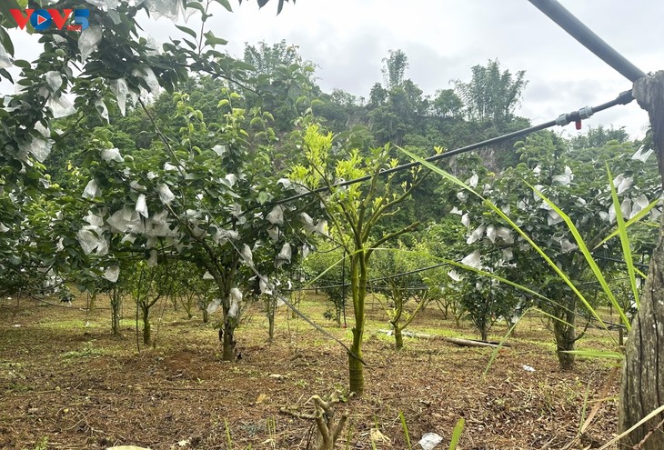 ຊາວກະສິກອນ ພຽງຄວ່າຍ ຍົກສູງມູນຄ່າຕົ້ນໄມ້ກິນໝາກເພື່ອເພີ່ມລາຍຮັບ - ảnh 1