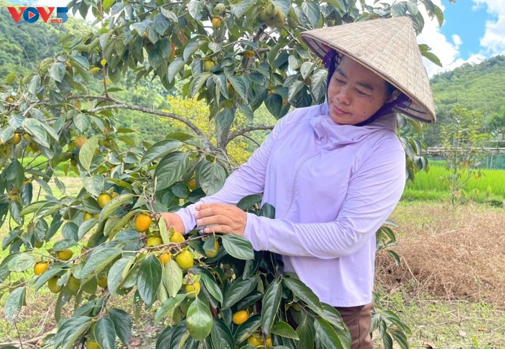 ເສີມ​ຂະ​ຫຍາຍມູນ​ຄ່າ​ຕົ້ນ​ປູກ​ຫຼັກ​ຢູ່​ເຂດ​ພູ​ສູງ ໄທ​ງວຽນ - ảnh 2