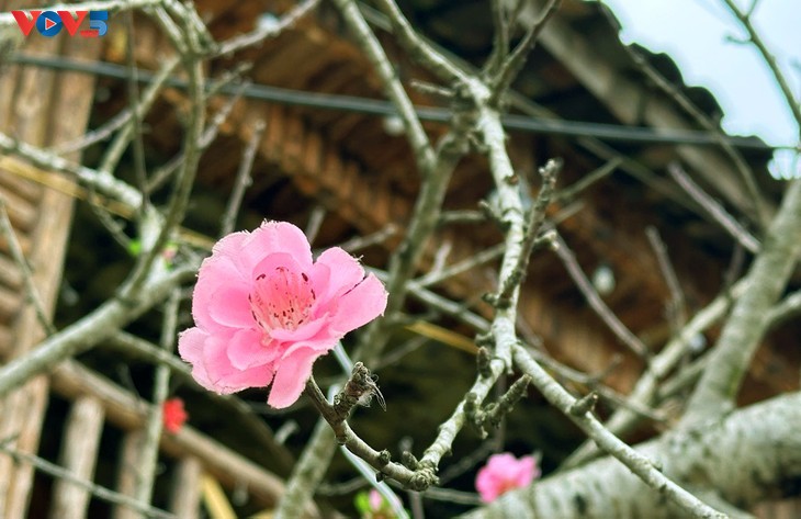 ໂລໂລຈ໋າຍ - ຄວາມງາມທີ່ອ່ອນນ້ອມຢູ່ເຂດເໜືອສຸດ ຫວຽດນາມ ປະກາຍແຈ້ງໃນທົ່ວໂລກ - ảnh 19