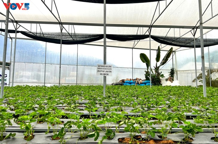 Picking strawberries, a fascinating experience in Da Lat - ảnh 1