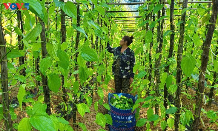 Vi Thuy green betel leaves blossom into economic and tourism potential - ảnh 1