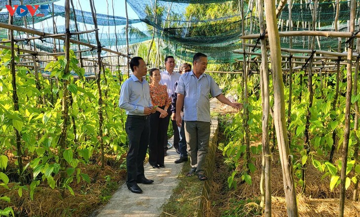 Vi Thuy green betel leaves blossom into economic and tourism potential - ảnh 2