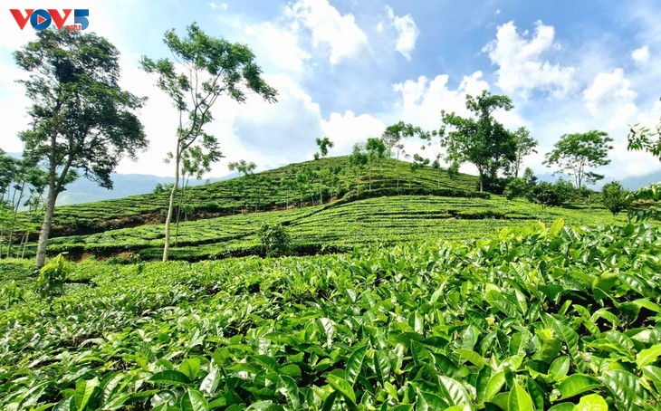 Tea cultivation fuels growth in a mountainous district - ảnh 1