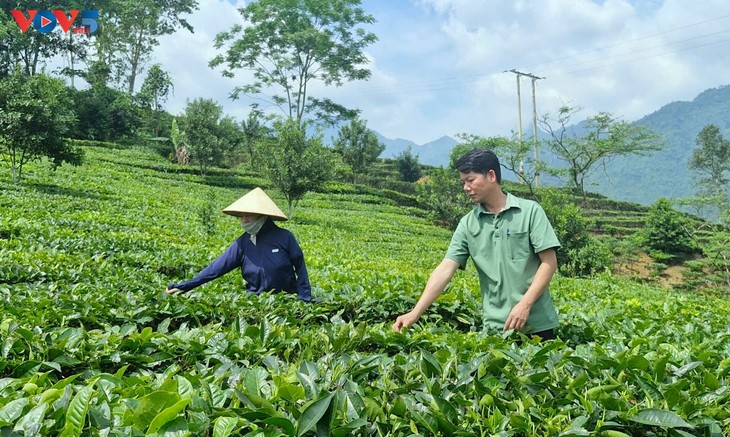 Tea cultivation fuels growth in a mountainous district - ảnh 2