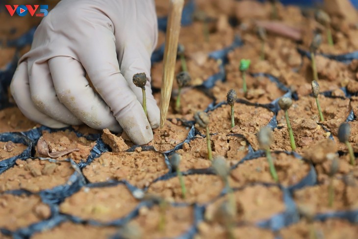 Son La’s coffee sector finds a path toward sustainability - ảnh 1