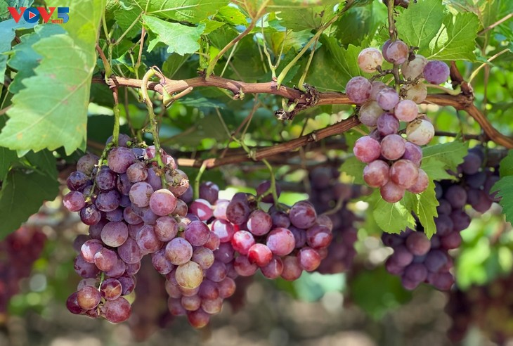 Khanh Hoa grapes: From sweet harvests to tourism treasures - ảnh 1