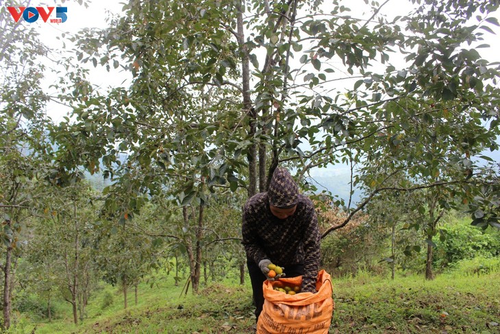 Seedless persimmons power Thai Nguyen’s sustainable growth - ảnh 3