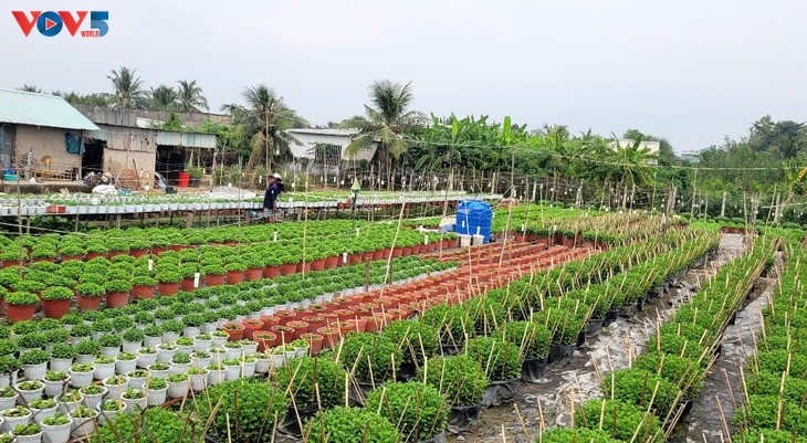 My Phong flower village busy ahead of the Lunar New Year   - ảnh 1