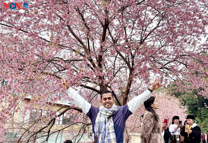 山岳地帯の村々をピンクに染める桃の花 - ảnh 4