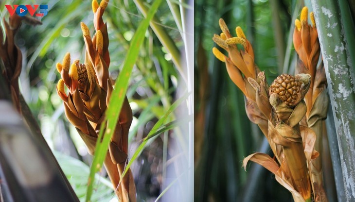 七亩椰子林——会安的“小西南” - ảnh 10