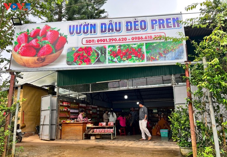 Datang ke Da Lat, Provinsi Lam Dong untuk Merasakan Pengalaman Memetik Stroberi - ảnh 4