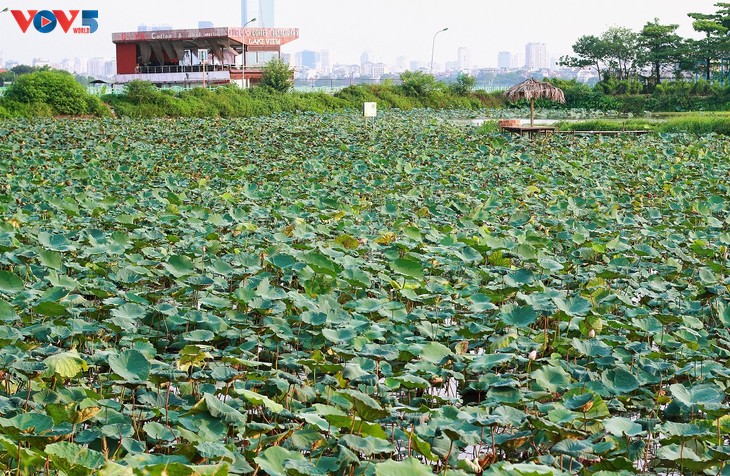 Hồ Tây những ngày giãn cách xã hội - ảnh 9